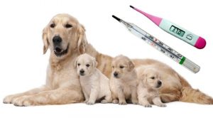 Температура у собак: норма