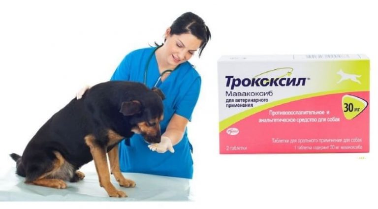 Трококсил для собак – инструкция, цена, отзывы