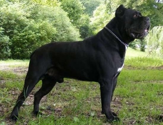 Порода собак лохматые большие черно белые