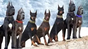 Породы больших гладкошерстных собак