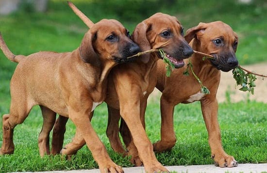 Крупные породы собак с купированными ушами
