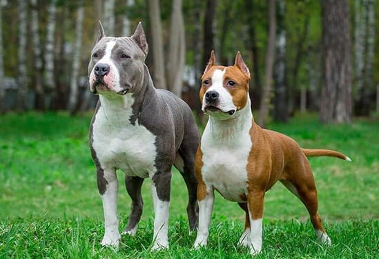Собаки породы средних размеров с большими ушами