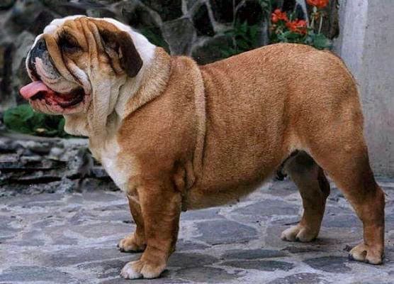 Светлые породы собак среднего размера