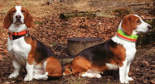 Светлые породы собак среднего размера