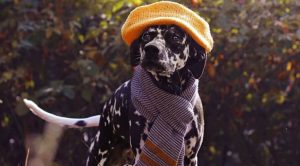 Далматин Кассандра необычного окраса