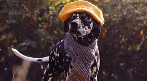 Далматин Кассандра необычного окраса