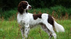 Французские породы собак