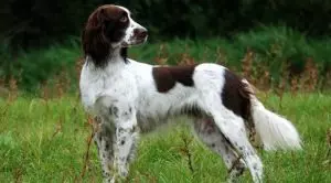 Французские породы собак