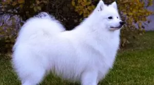 Виды шпицев