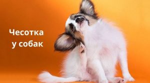 Саркоптоз у собак: симптомы и лечение