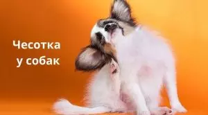 Саркоптоз у собак: симптомы и лечение