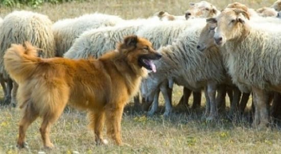 Баскская овчарка
