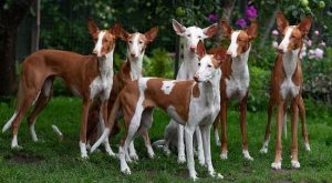 Испанские породы собак