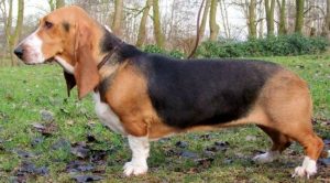 Артезиано-нормандский бассет