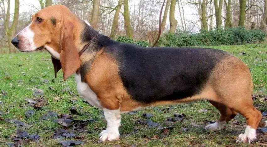 Артезиано-нормандский бассет