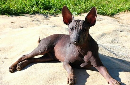 Порода собак трехцветная с длинными ушами