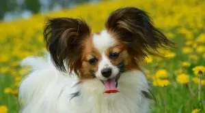 Маленькая собака с большими ушами