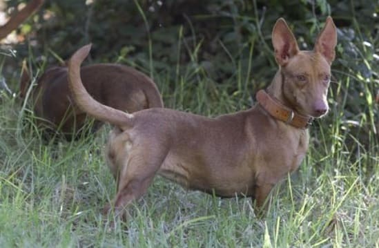 Собаки породы средних размеров с большими ушами