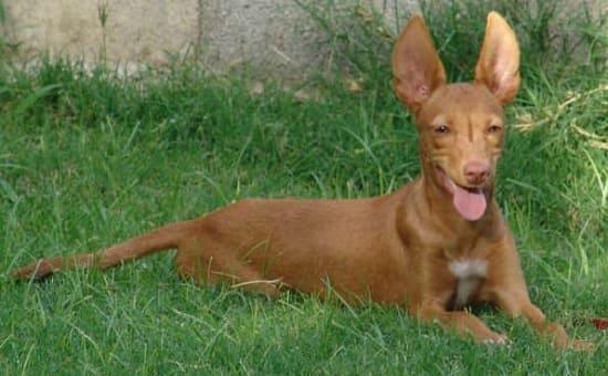 Породы короткошерстных собак с висячими ушами