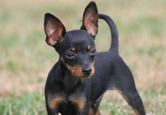 Породы короткошерстных собак с висячими ушами