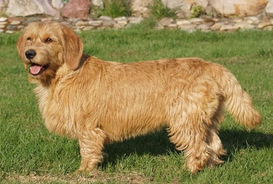 Собака с длинными ушами порода с длинной шерстью
