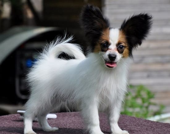 собака с длинными пушистыми ушами