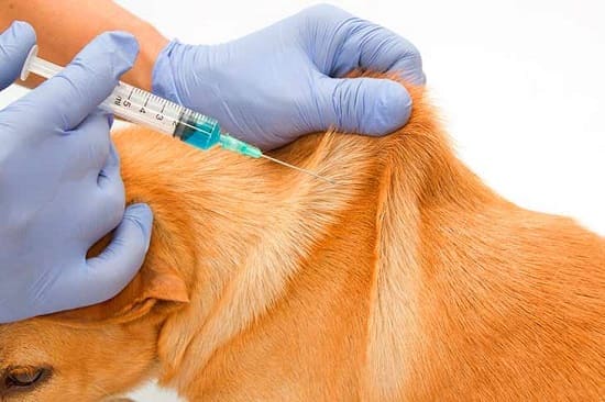 Ветеринарный амоксициллин: способ применения