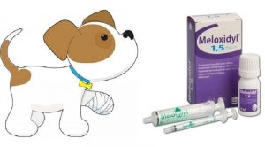 Мелоксидил: инструкция для собак