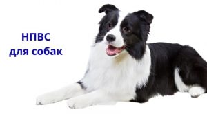 Нестероидные противовоспалительные препараты для собак