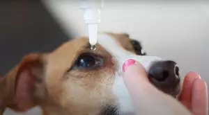 Глазные капли для собак