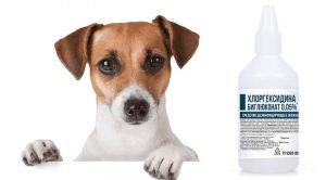 Хлоргексидин для собак