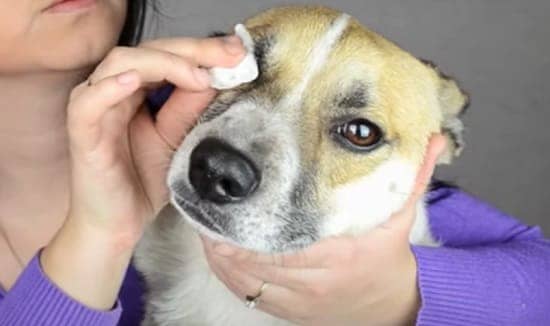Как промыть глаза собаке хлоргексидином