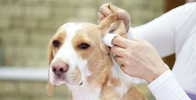 Обработка мирамистином ушей у собаки