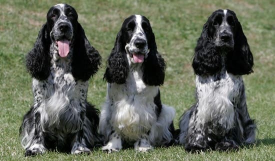 Чёрно-белые собаки: 39 пород с фотографиями