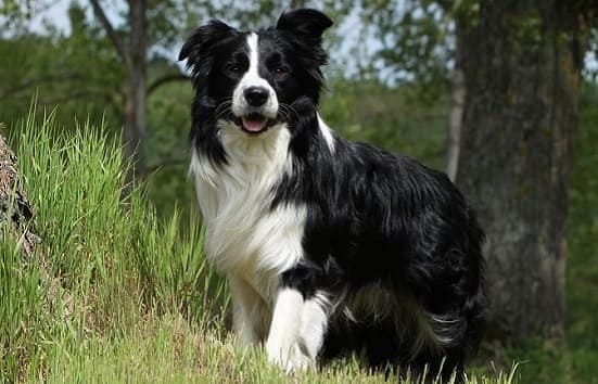 Порода собак белые с черными пятнами название