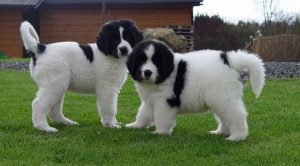 Чёрно-белые собаки