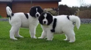 Чёрно-белые собаки