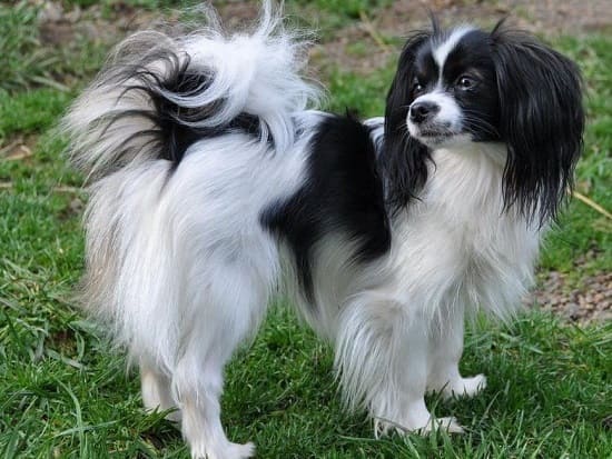 Чёрно-белые собаки: 39 пород с фотографиями
