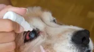 Глазные капли Ирис: инструкция для собак