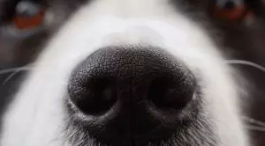 Капли в нос для собак