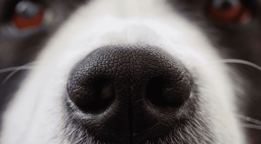 Как закапать в нос собаке капли?