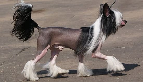 Китайская хохлатая голая собака