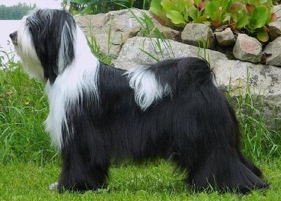 Порода собак белые с черными пятнами название