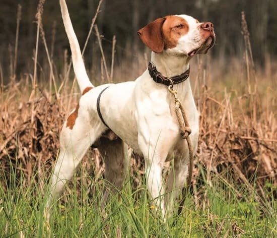 Бело-рыжие собаки: крупные, средние, мелкие породы