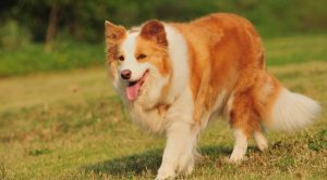 Бело-рыжая собака породы бордер колли