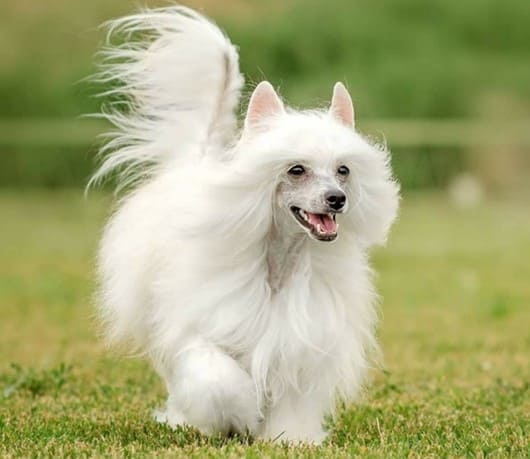 Порода собак белая кудрявая маленькая как называется
