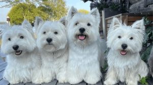 Маленькие белые собаки