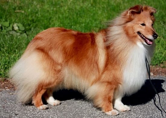 Порода собак похожая на спаниеля белая с рыжими