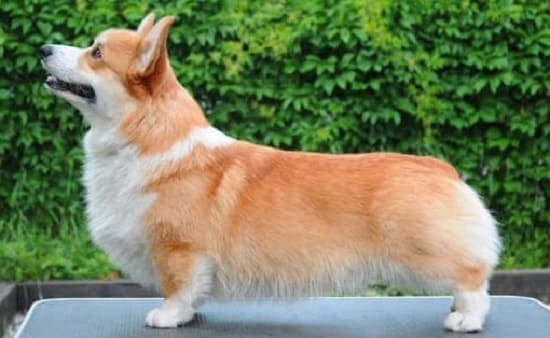 Порода собак похожая на спаниеля белая с рыжими
