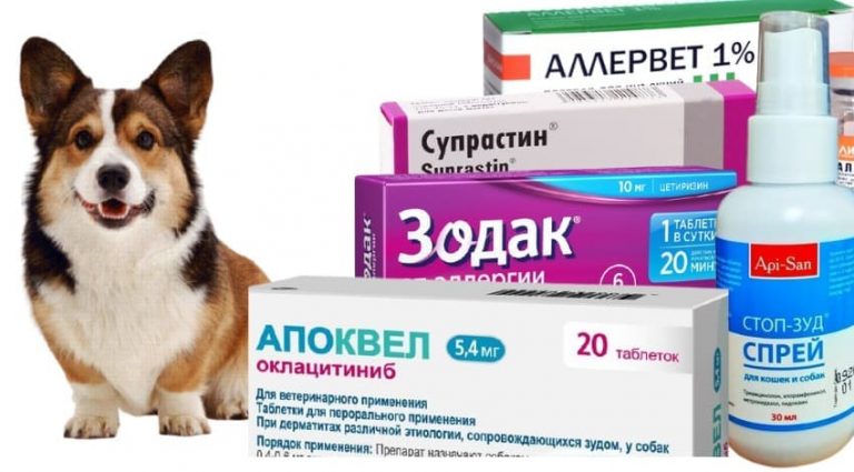 Препараты от аллергии для собак
